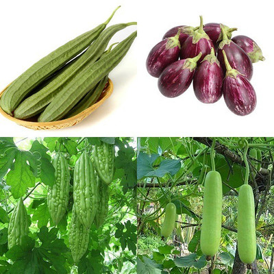 Lysithea Ridge gourd, Round brinjal, Bitter gourd and Bottle gourd Seed(10 per packet)