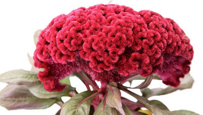 sporos Cockscomb Seed(35 per packet)