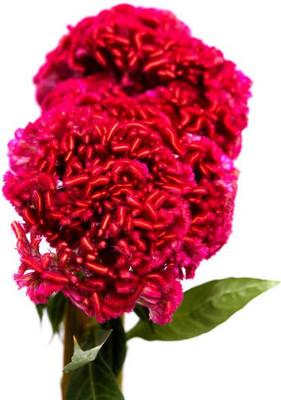 sporos Cockscomb Seed(20 per packet)