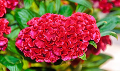 sporos Cockscomb Seed(35 per packet)