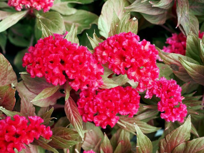 sporos Cockscomb Seed(20 per packet)