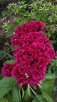 sporos Cockscomb Seed(40 per packet)