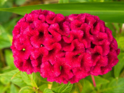 sporos Cockscomb Seed(30 per packet)