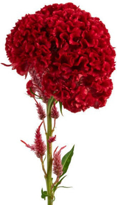 sporos Cockscomb Seed(50 per packet)