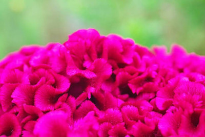 sporos Cockscomb Seed(30 per packet)