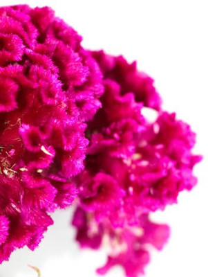 sporos Cockscomb Seed(40 per packet)