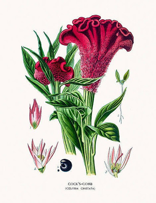 sporos Cockscomb Seed(10 per packet)