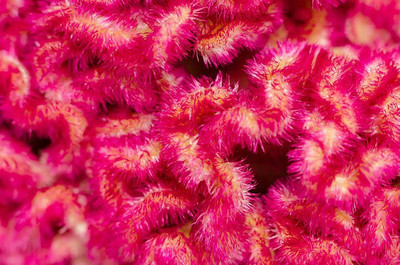 sporos Cockscomb Seed(35 per packet)