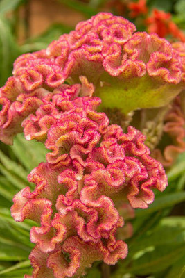 sporos Cockscomb Seed(40 per packet)