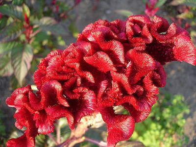 sporos Cockscomb Seed(50 per packet)