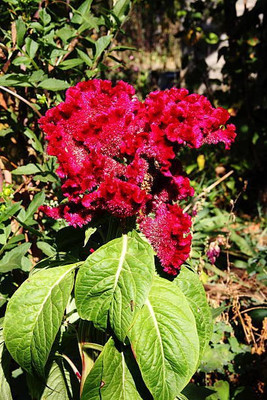 sporos Cockscomb Seed(30 per packet)