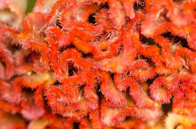 sporos Cockscomb Seed(50 per packet)