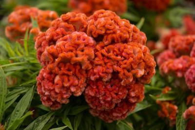 sporos Cockscomb Seed(35 per packet)