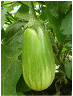 UGRA Brinjal Seed(2500 per packet)