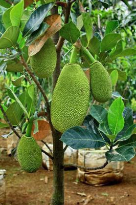SANJU Jackfruit Plant(Hybrid, Pack of 1)