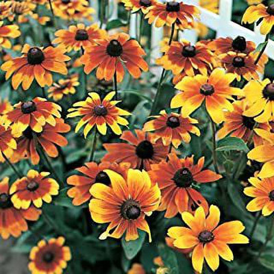 ZAKSCO BIZWORTH GAILLARDIA Seed(20 per packet)