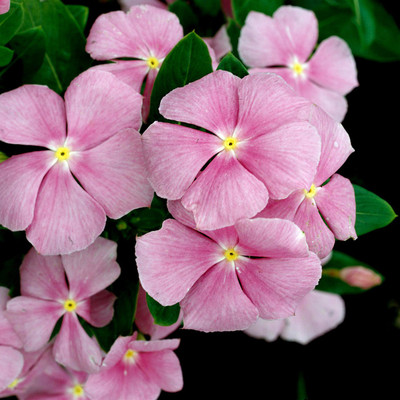 U-GROW INDIA VINCA Seed(50 per packet)