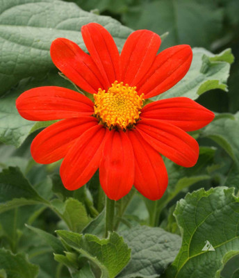XOLDA Tithonia Seed(15 per packet)
