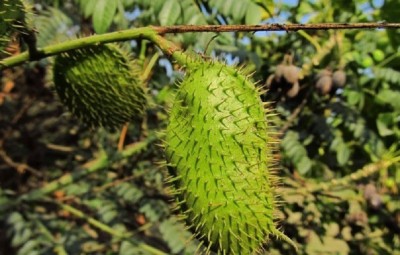 Garden Craft Sagargota ,Karanjwa, Caesalpinia Bonducella Seed(135 per packet)