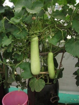 Recron Seeds High Yield Hybrid Bottle Gourd Long Splendour Heirloom Vegetables Seed(20 per packet)