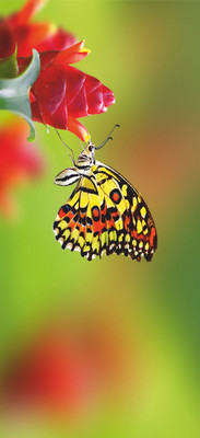 Jagvii 120 cm Butterfly ,Fridge sticker Self Adhesive Sticker(Pack of 1)