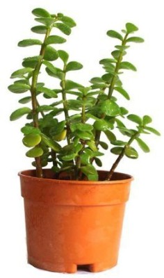 Agroo Liv Jade Plant(Pack of 1)