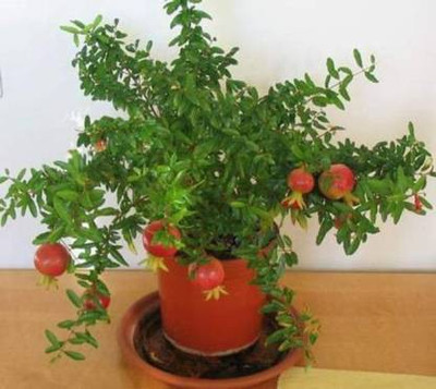 Chalisa pomegranate, Pomegranate Fruit Seeds Seed(65 per packet)