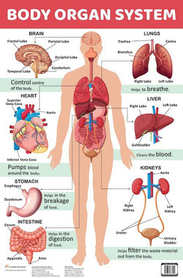 Body Organ System - Charts(English, Paperback, unknown)