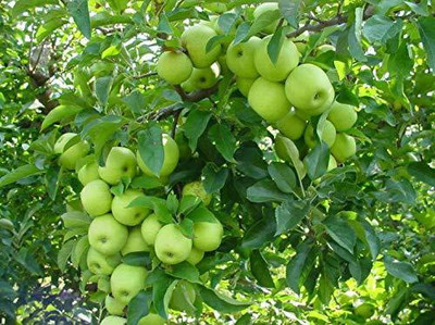 Aywal HYBRID FRESH RED APPLE Seed(36 per packet)