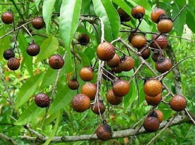 V Seed Reetha Seeds Seed(15 per packet)