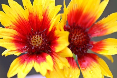 Splorias Gaillardia Flower Seed(55 per packet)