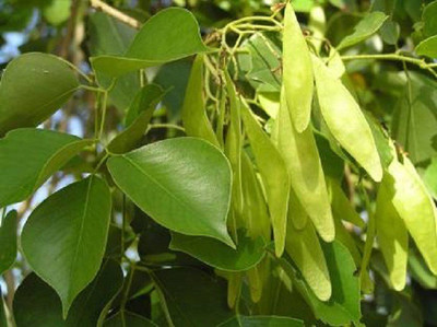 V Seed Shisham Seeds Seed(40 per packet)