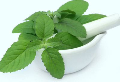 XOLDA Hybrid Tulsi Seed(55 per packet)