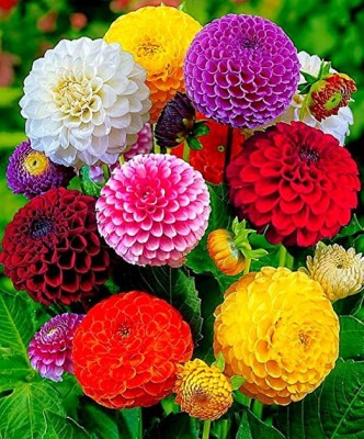 ALPINE HYBRIDE SEEDS Dahlia Mixed Seed(50 per packet)