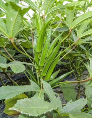 Qausain Okra, Bhindi, Ladies Fingers Seed(100 per packet)