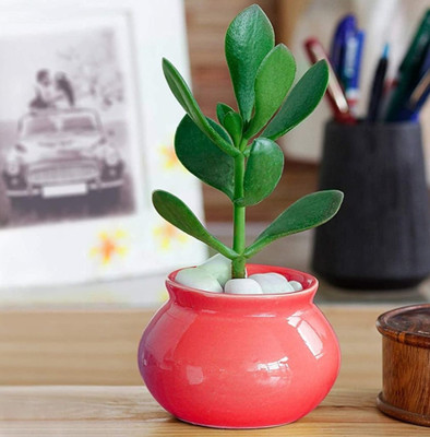 SBC MATKI SHAPE CERAMIC POT Plant Container Set(Ceramic)