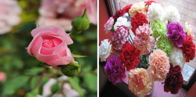 xcentax Carnation, Rose Seed(15 per packet)