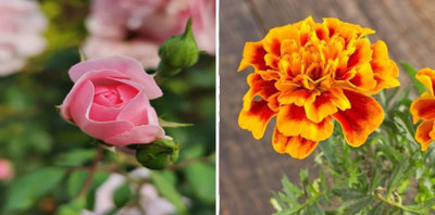 xcentax Marigold, Rose Seed(15 per packet)