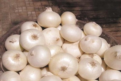 PLANTZON White Onion Seed(44 per packet)