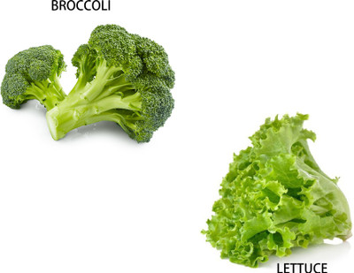 U-GROW INDIA BROCCOLI AND GREEN LETTUCE Seed(99 per packet)