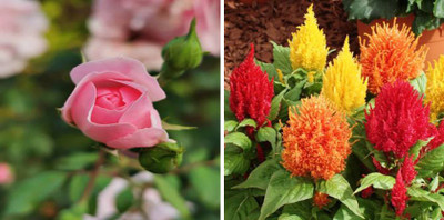 xcentax CELOSIA, Rose Seed(15 per packet)