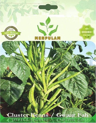 Qausain Cluster Beans Seed(50 per packet)