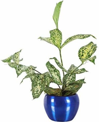 GrowKaro Dracaena Plant(Pack of 1)