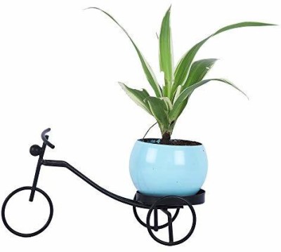 GrowKaro Spider Plant(Pack of 1)