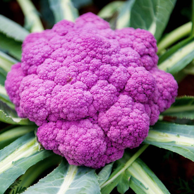 Sjeme Sicillian violet Gobi seed Seed(20 per packet)