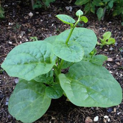 The Entacloo Malabar Spinach Seed(100 per packet)