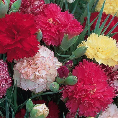 CYBEXIS Carnation Mix Seeds Seed(50 per packet)