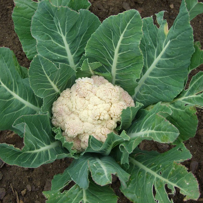 Sjeme Self-blanching snowball Gobi seed Seed(20 per packet)
