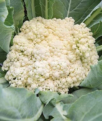 LYRS Fioretto 85 Gobi seed Seed(75 per packet)