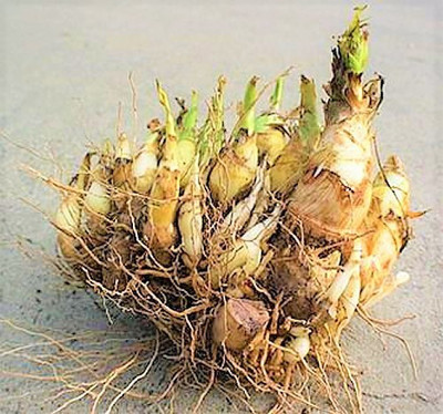 DROXTY rajanigandha Seed(1 per packet)